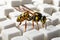 A bee sits on white sugar cubes