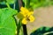 A bee sits on a yellow flower, closeup. A bee pollinates a cucumber flower.