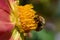 A bee sits on a yellow flower, closeup, bumblebee, pollen