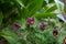 Bee is sitting on anemone flower in sunny spring forest. Pasque or anemone grow wild and its blooming is one of the first signs of