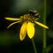 Bee Sitting On A Black Eyed Susan Blossom