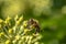 A bee sitting on the blossoms of an ivy and sucking nectar with its proboscis