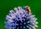 Bee sitting on blue flowe