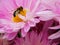 A bee sitting on a colourful flower