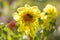 A bee sitting on a delicate yellow flower in the garden in the early morning