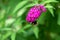 Bee sitting on flowering pink butterflybush - Buddleja davidii - in garden.