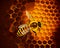 Bee sitting on a honeycomb. A bee is sitting on a honeycomb