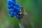 A bee sitting at a Muscari flower