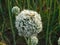 Bee sitting on an onion flower in the garden.