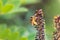 Bee sitting on purple flowers of Desert false indigo with yellow stamens