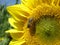 Bee is sitting on a sunflower