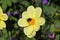 A bee sitting on a yellow flower bidens bipinnata collects honey