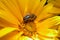 Bee sitting on a yellow flower, pollination