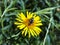 Bee on Slender-leaved elecampane