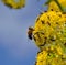 Bee and small flies on fennel flowers