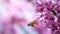 Bee on small pink flowers Paulownia close-up