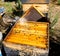 Bee smoker, a beekeeping basic equipment