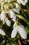 A bee on a snowdrop in spring.