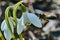 A bee on a snowdrop in spring.