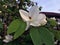 Bee and Snowy Orchid Flower Bauhinia acuminata is Properties o
