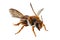 Bee species Anthidium sticticum common name mason or potter bee