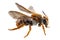 Bee species Anthidium sticticum common name mason or potter bee