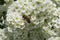 Bee on spiraea flowers in the garden, closeup