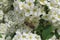 Bee on spiraea flowers in the garden, closeup