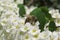 Bee on spiraea flowers in the garden, closeup