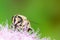 Bee on spiraea japonica flower