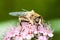 Bee on spiraea japonica flower