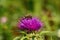 Bee on splendid wild flower of silybum marianum