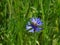 Bee spotted sitting on blue cornflower blossom