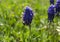 Bee on spring flower Muscari armeniacum. Blue muscari. Spring flower muscari. Wild muscari. Cuckoo grapes