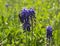 Bee on spring flower Muscari armeniacum. Blue muscari. Spring flower muscari. Wild muscari. Cuckoo grapes