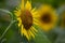 Bee stays on sunflower to collect honey with enough white space