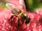 Bee on stone crop flowers