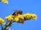 bee, striped, yellow, flower