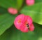 Bee Sucking Nectar From Pink Euphorbia Milii Flower