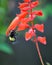 Bee Sucks Nectar Of Flowers During Autumn