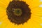 Bee Sunflower 02
