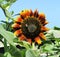 Bee on sunflower