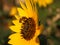 Bee on a sunflower