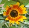 Bee on sunflower