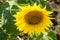 Bee on a sunflower in Bulgaria