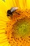 Bee on sunflower closeup