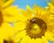 Bee on sunflower closeup