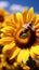 bee on sunflower collecting nectar, vibrant nature scene