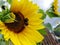 Bee on  sunflower in a garden