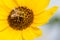 A Bee in a SunFlower getting pollen